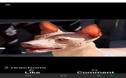 Mexican Hairless dogs for sale: Stunning mini red boy 4 months 8 week old girl . - Image 9