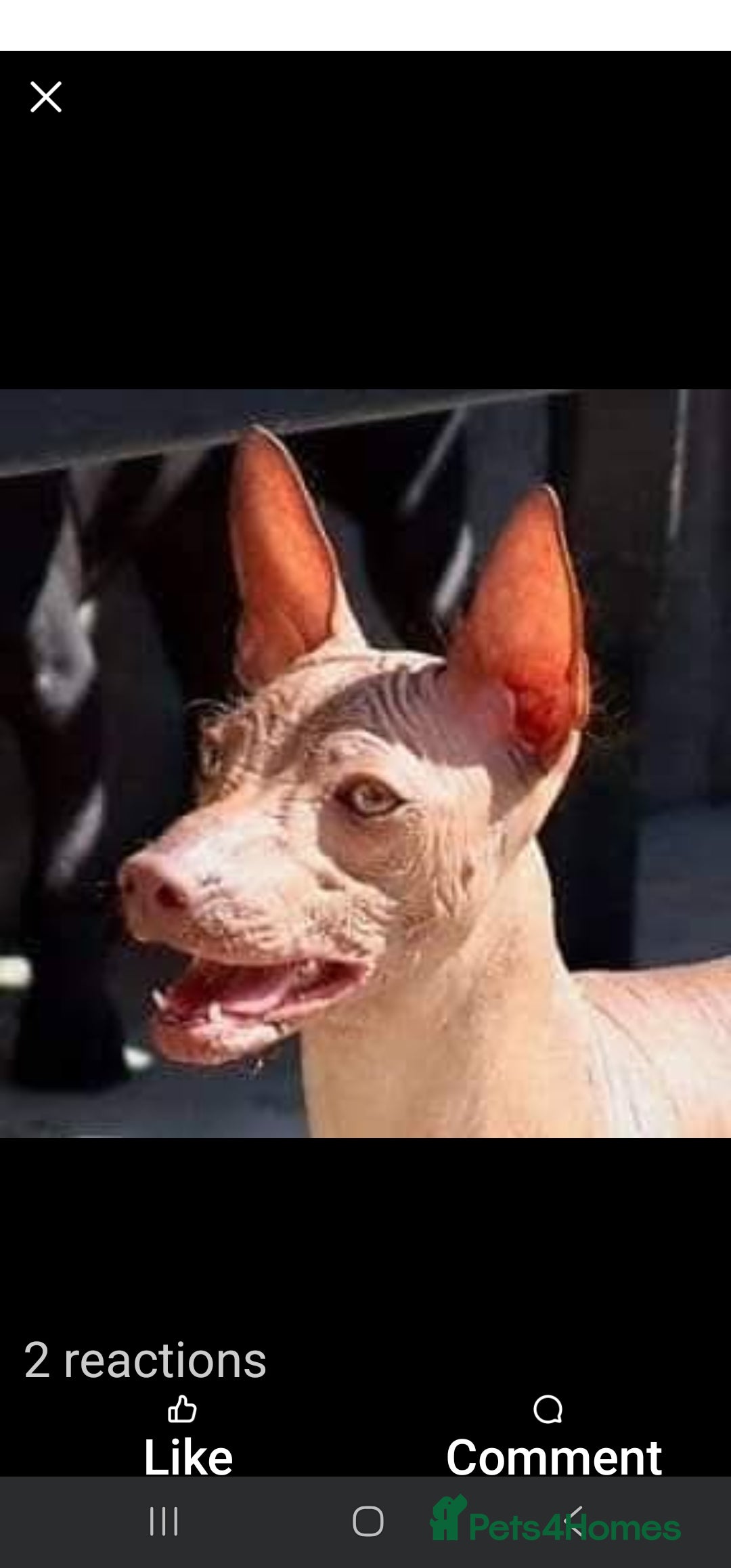 Mexican Hairless dogs for sale: Stunning mini red boy 4 months 8 week old girl . - Image 9