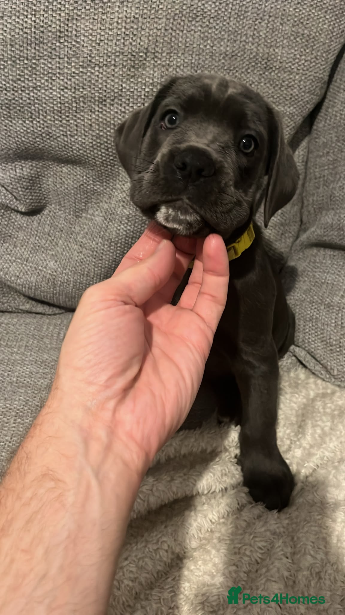 Cane Corso dogs 6 Pure Cane Corso Puppies Available Now  - Advert 2