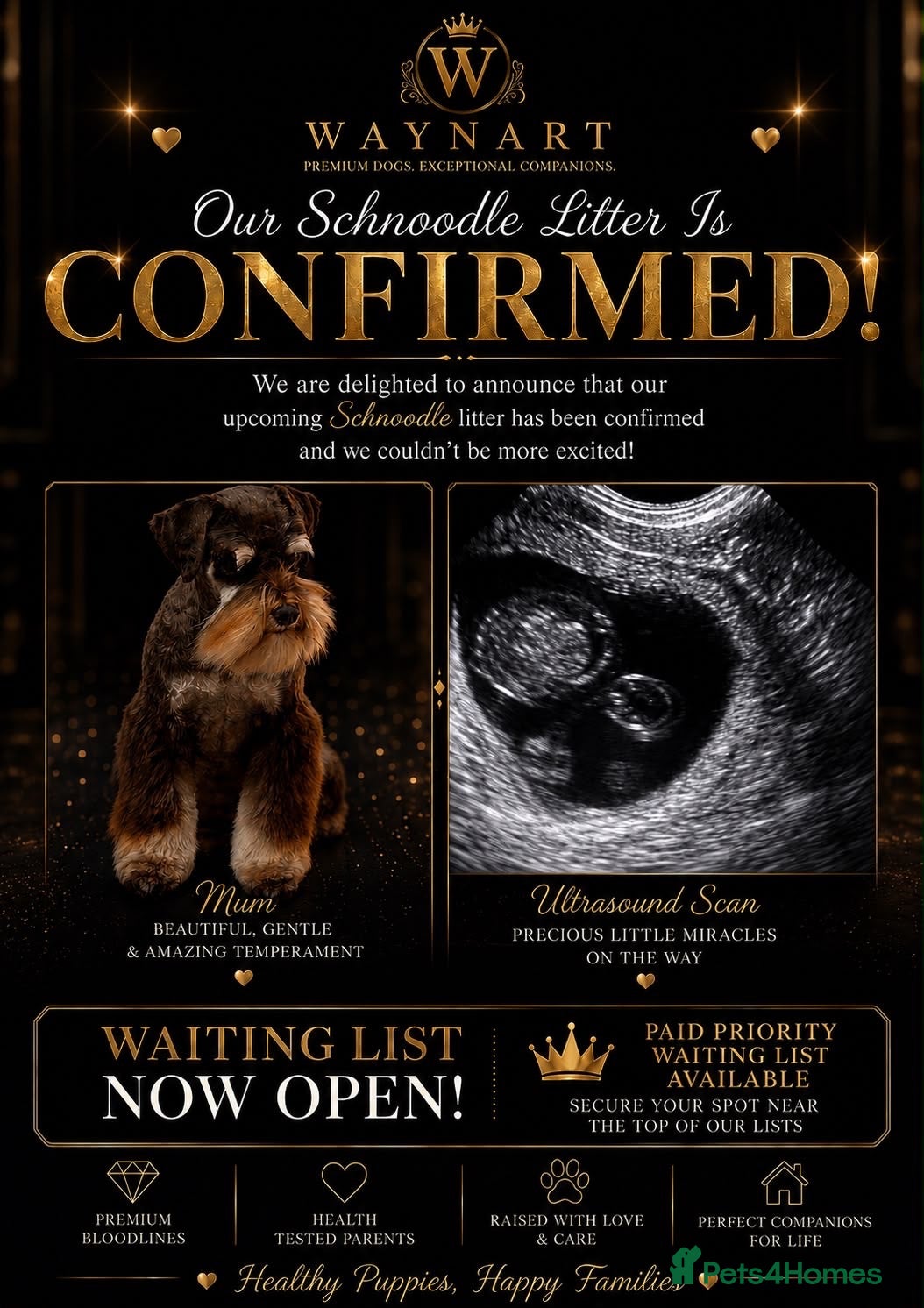 Schnoodle dogs 💫 WAITING LIST OPEN DNA CLEAR SCHNOODLES 💫  - Advert 1