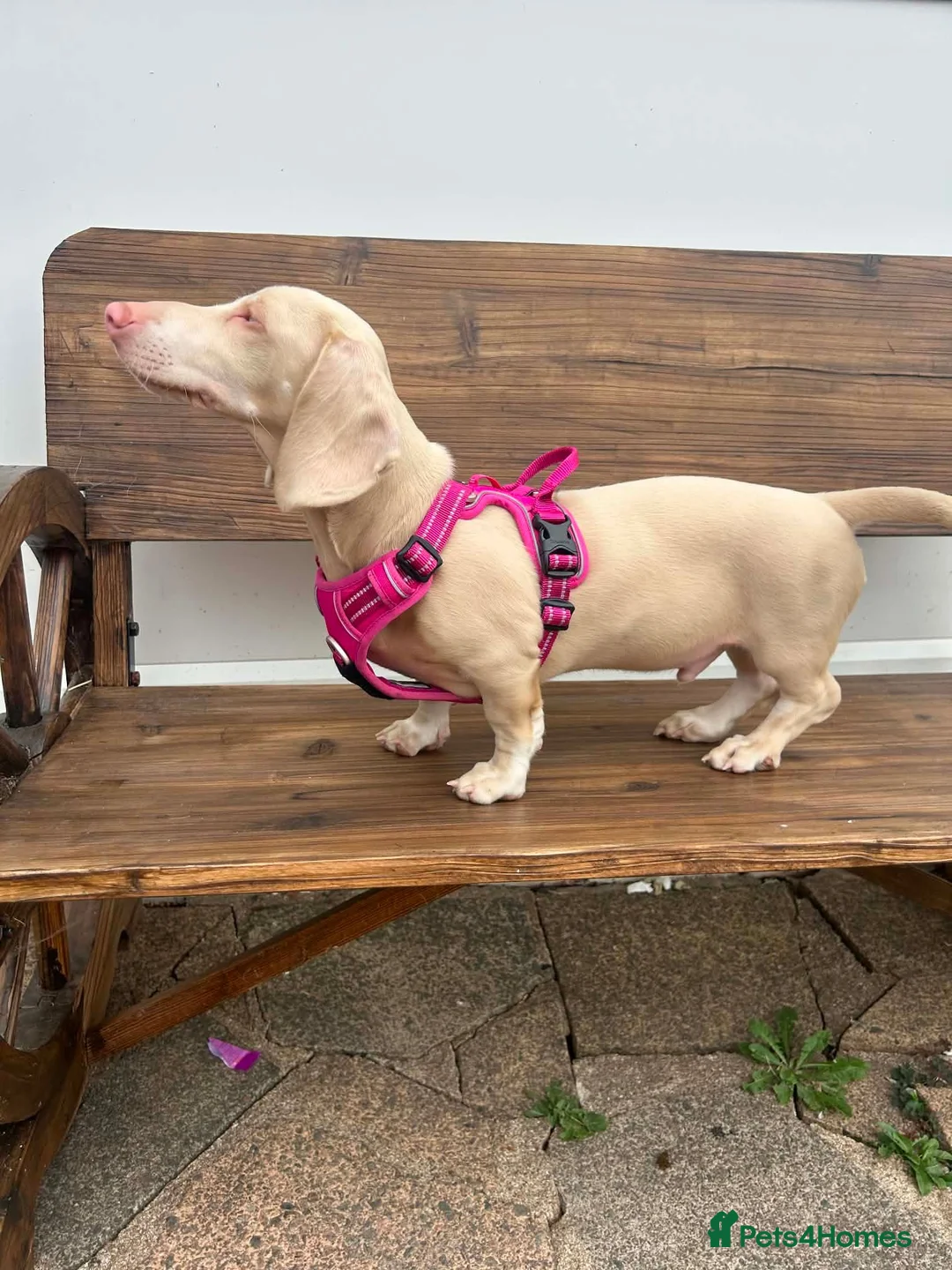 Dachshund dogs for sale: Male and female  - Advert 2