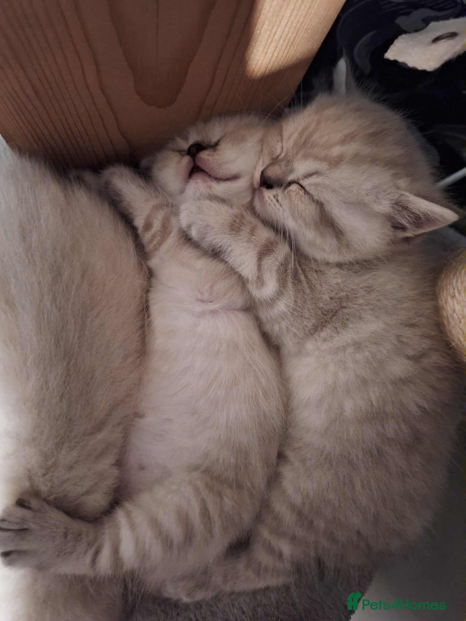 British Shorthair cats Pure Pedigree BSH Kittens for Sale - Advert 3