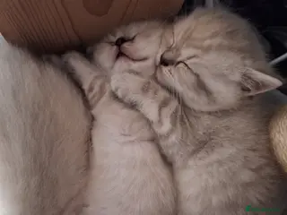 British Shorthair cats Pure Pedigree BSH Kittens for Sale - Advert 3