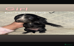 Cocker Spaniel dogs for sale: Cocker spaniels  - Image 12