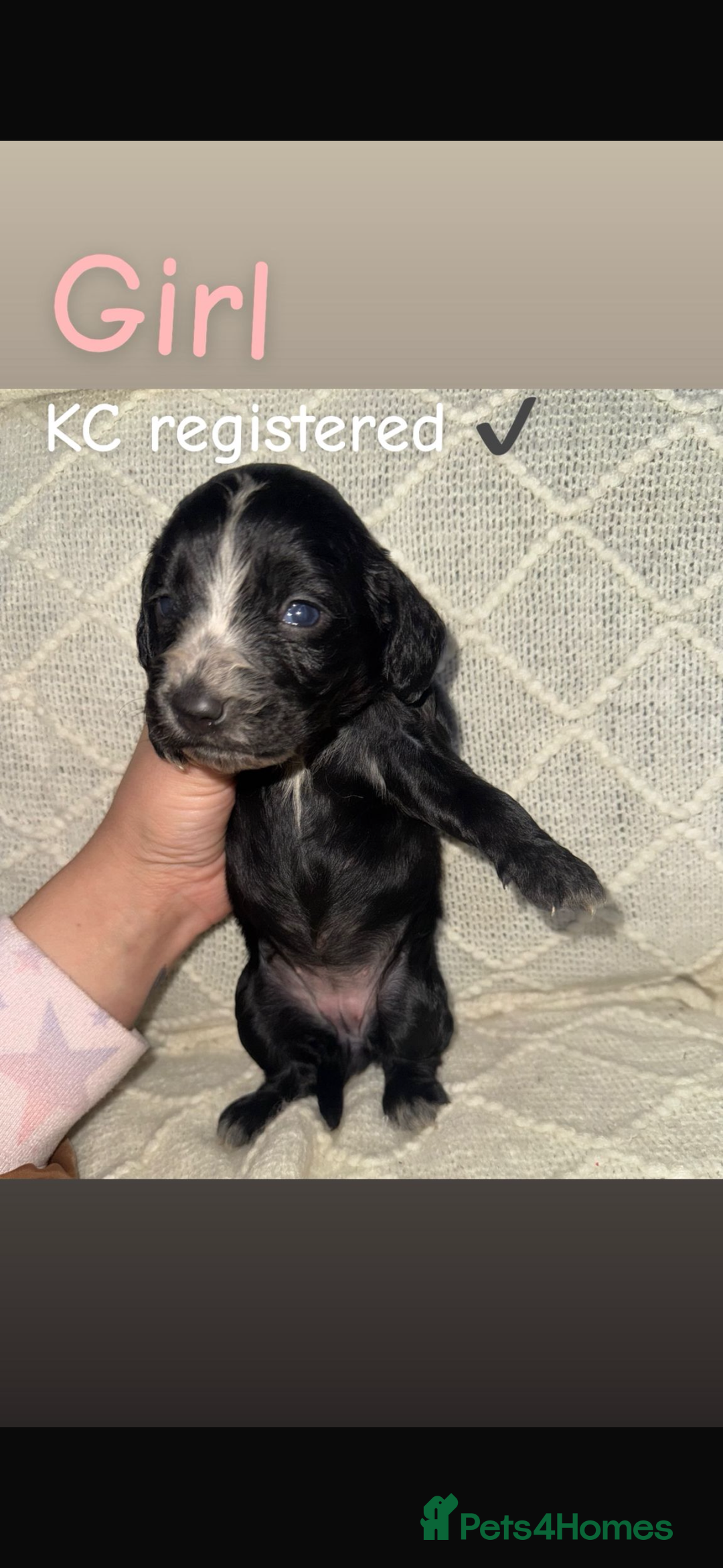 Cocker Spaniel dogs for sale: Cocker spaniels  - Image 12