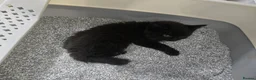 Mixed Breed cats for sale: Black Beauties for Sale - Advert 4