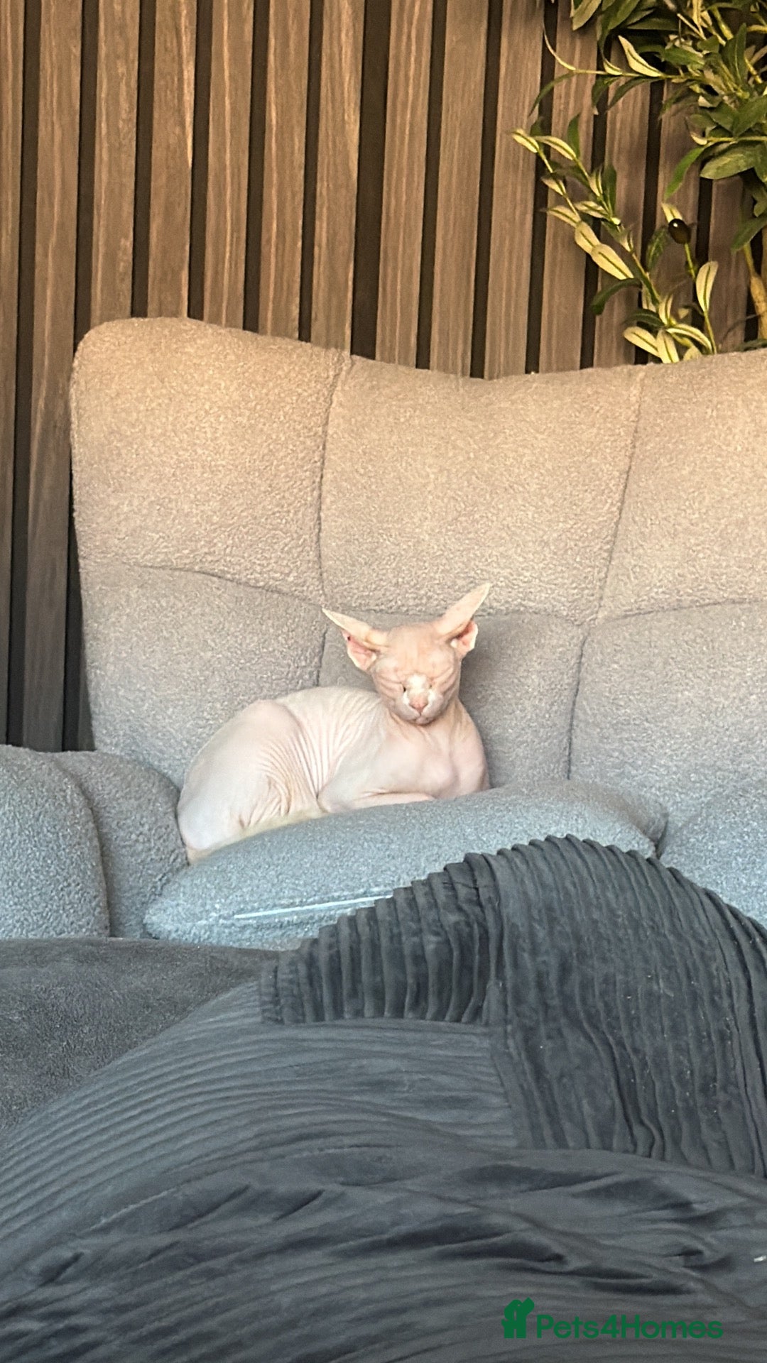 Sphynx cats Female Sphynx - Advert 8