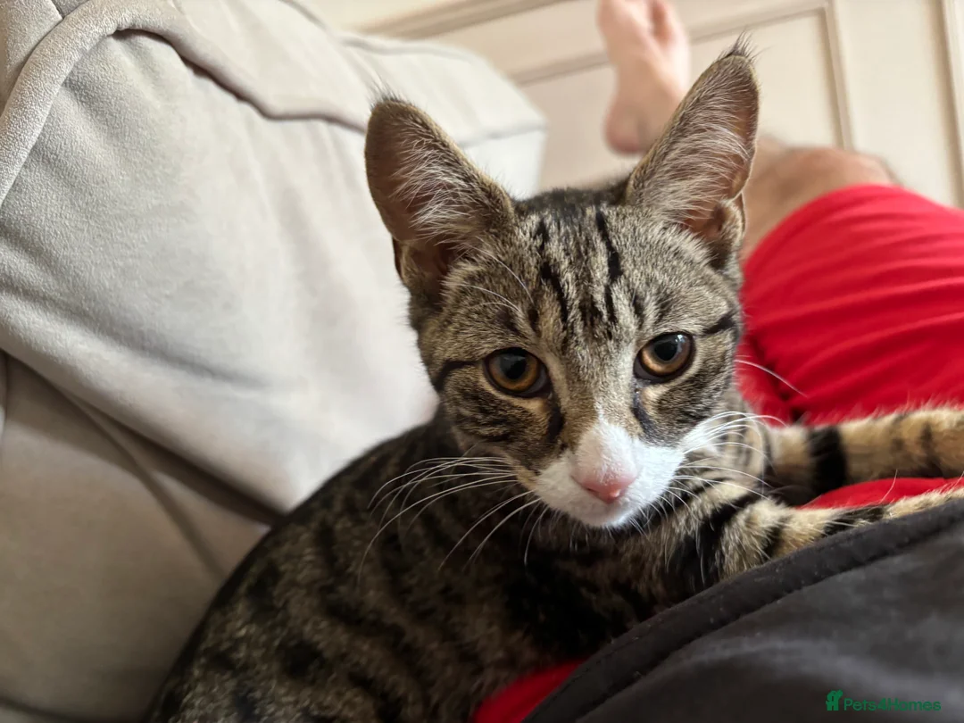 Mixed Breed cats for sale: Moses - Advert 4