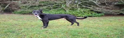 Lurcher dogs for sale: Greyhound x shepherd/collie  in Hungerford - Advert 16