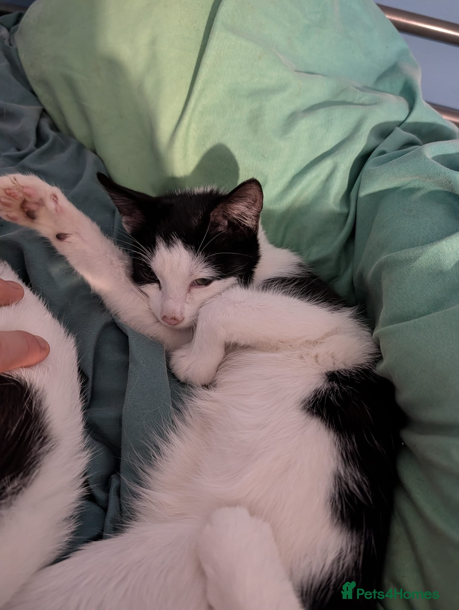 Mixed Breed cats Beautiful male and female - Advert 4