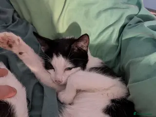 Mixed Breed cats Beautiful male and female - Advert 4