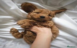 Cavapoo dogs for sale: Adorable F1B Cavapoo girl - teddy bear for sale  - Image 5