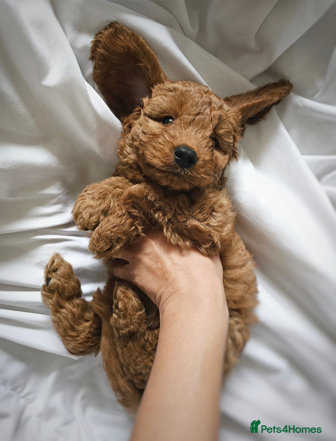 Cavapoo dogs for sale: Adorable F1B Cavapoo girl - teddy bear for sale  - Image 5