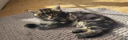 Maine Coon cats for sale: Maine Coon X kittens - Advert 11