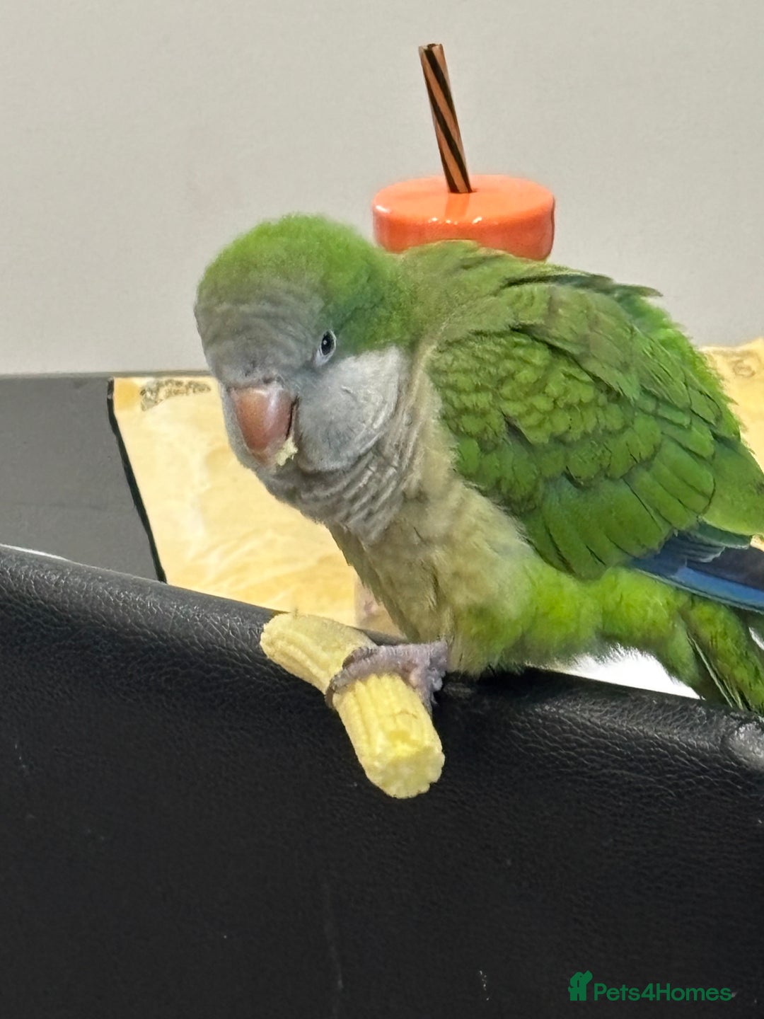 Parrots birds for sale: Rocky -Quaker  - Image 4