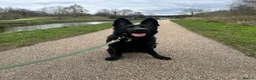 German Shepherd dogs for sale: 9 month old short haired gsd - Advert 4
