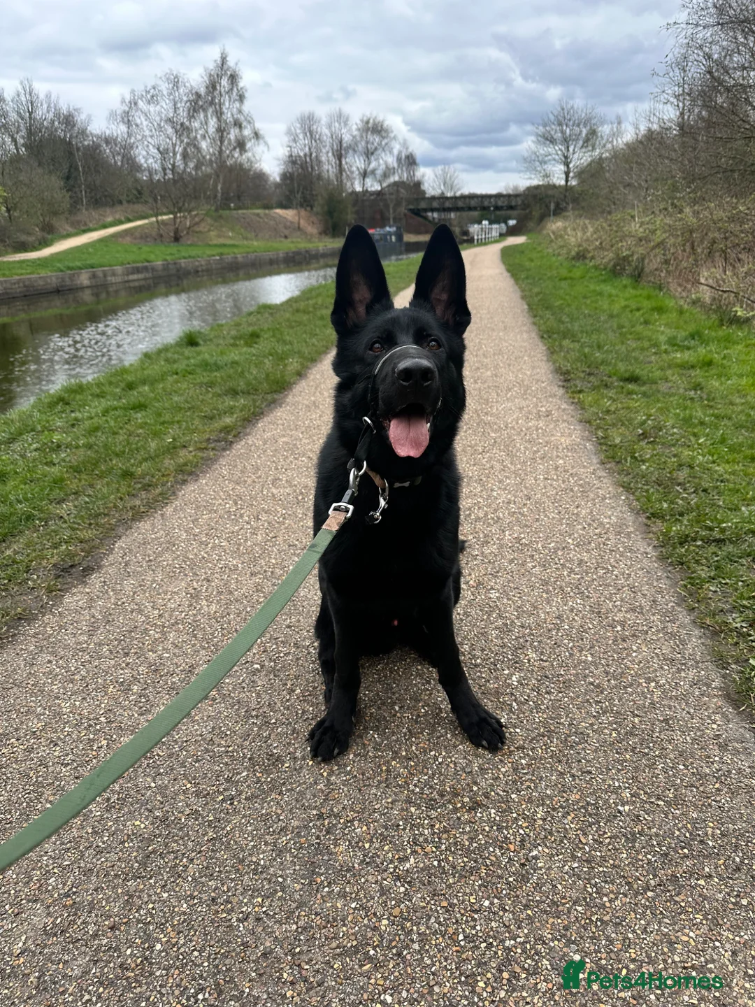 German Shepherd dogs for sale: 9 month old short haired gsd - Advert 4