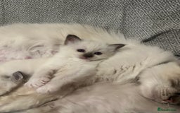 Birman cats for sale: Lovely Birman kittens  - Image 11