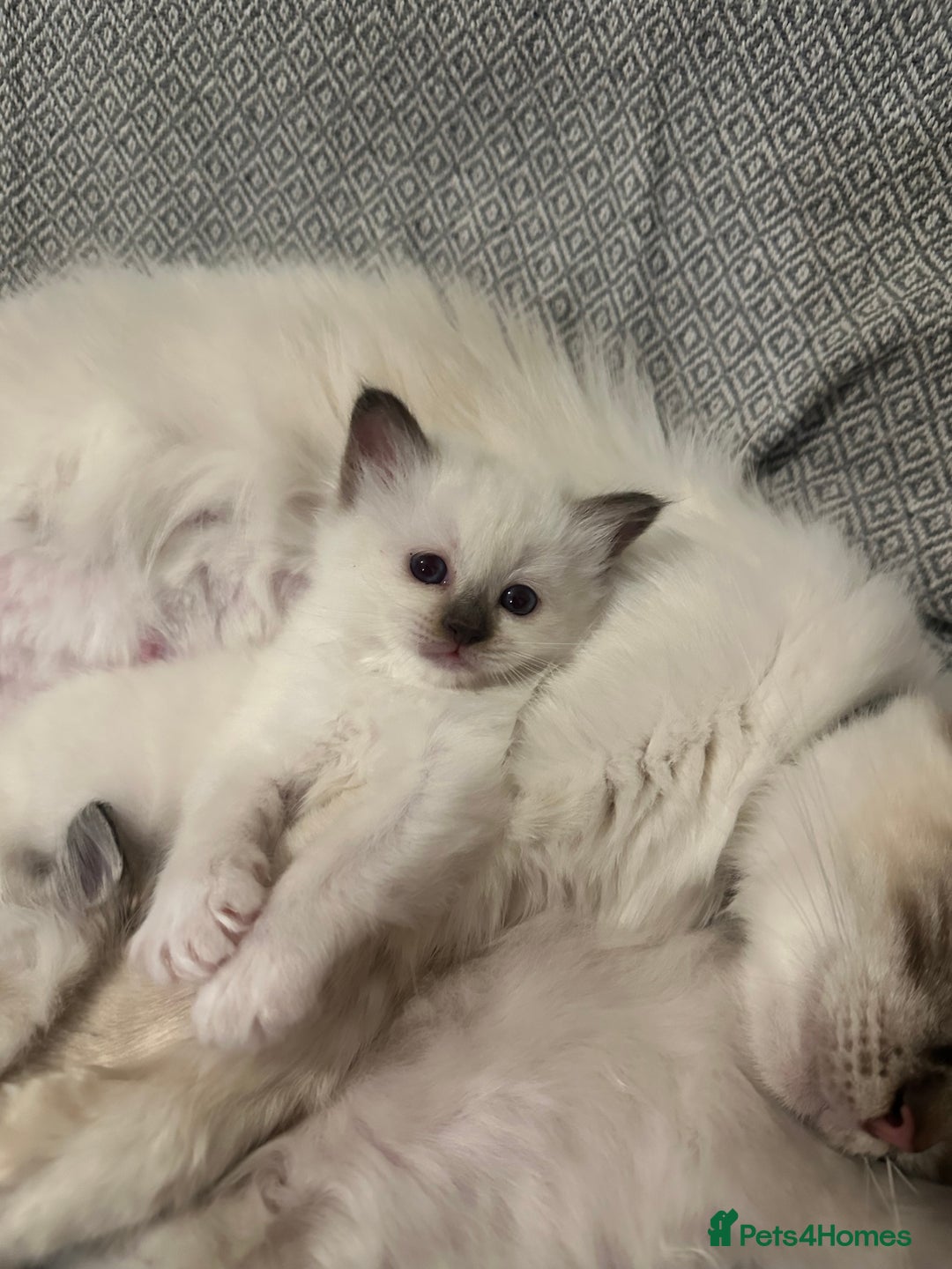 Birman cats for sale: Lovely Birman kittens  - Image 11