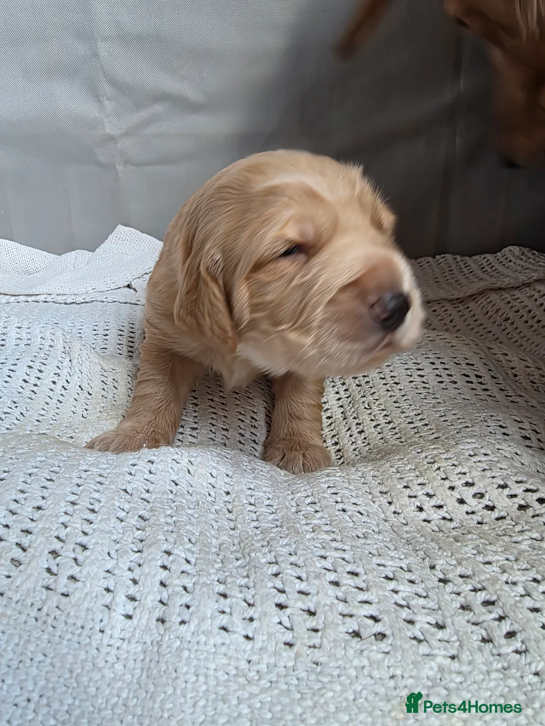 Cocker Spaniel dogs for sale: Cocker Spaniel X Pups  - Advert 13