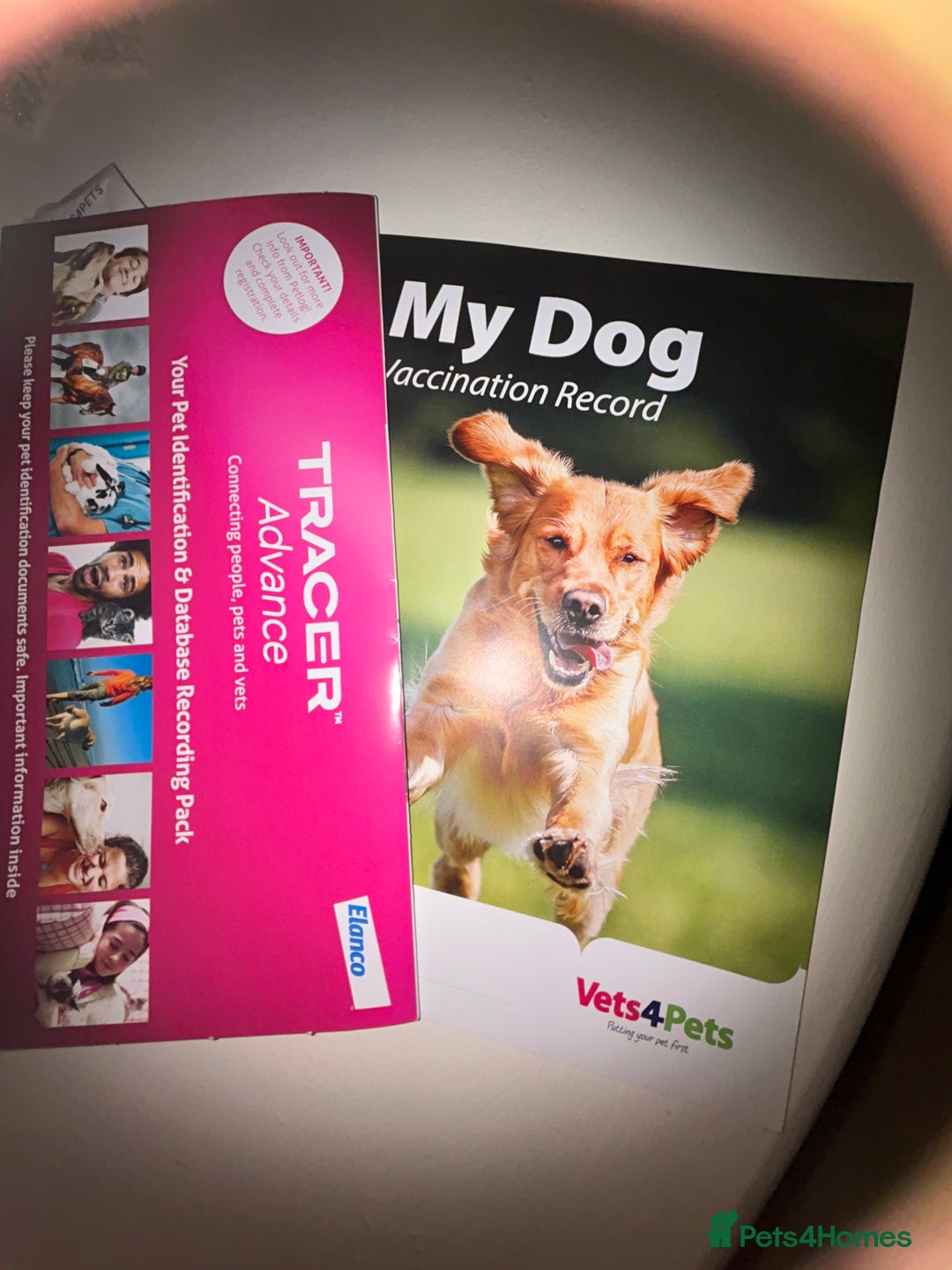 Mixed Breed dogs for sale: Cavapoo mix boy puppy  - Advert 2