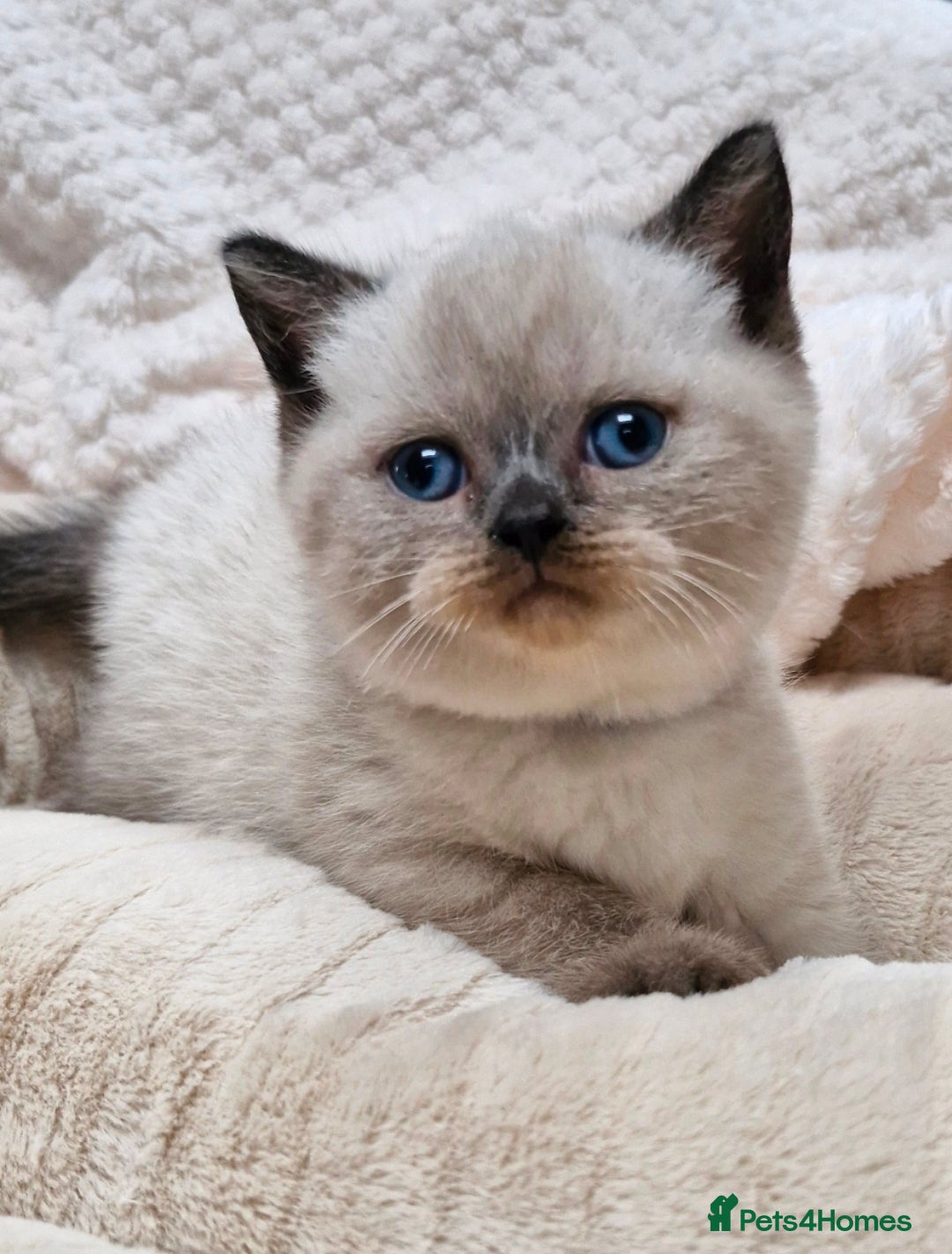 British Shorthair cats GCCF registered British shorthair and longhair - Advert 5