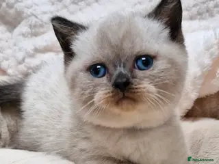 British Shorthair cats GCCF registered British shorthair and longhair - Advert 4