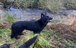 German Shepherd dogs for sale: OLD FASHION GSD PUPPIES DUE 8TH OCTOBER  - Image 1