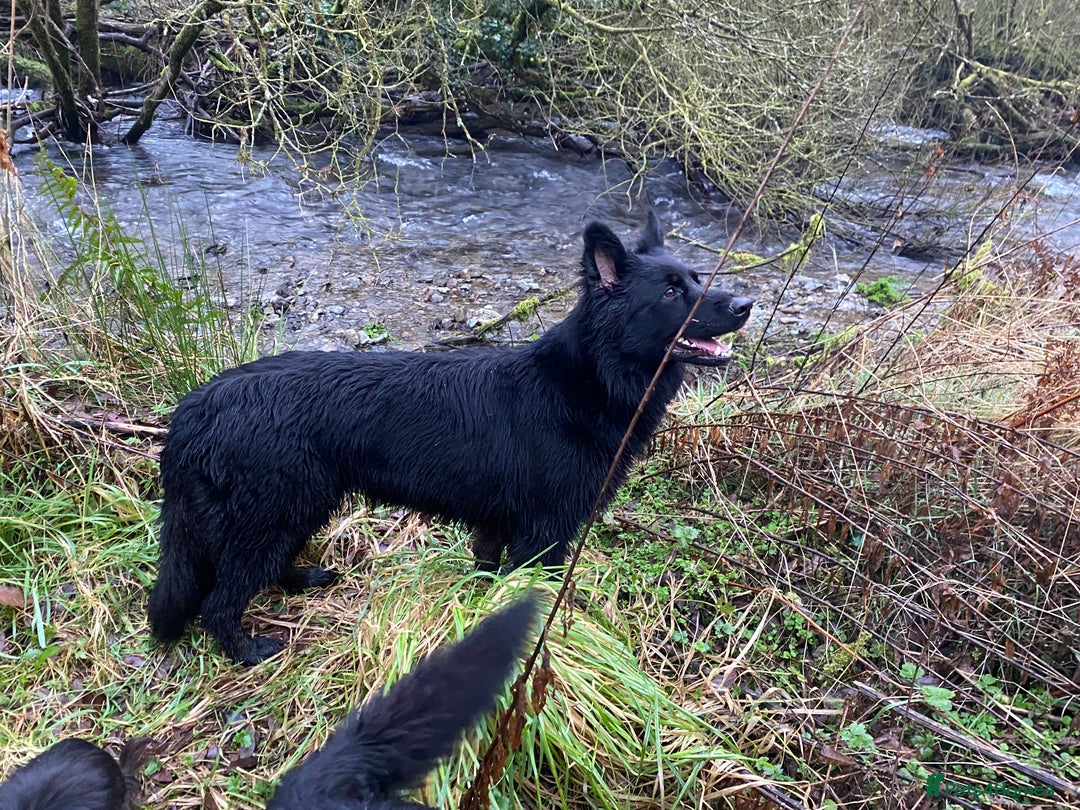 German Shepherd dogs for sale: OLD FASHION GSD PUPPIES DUE 8TH OCTOBER  - Image 1