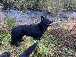 German Shepherd dogs OLD FASHION GSD PUPPIES DUE 8TH OCTOBER - Advert 1