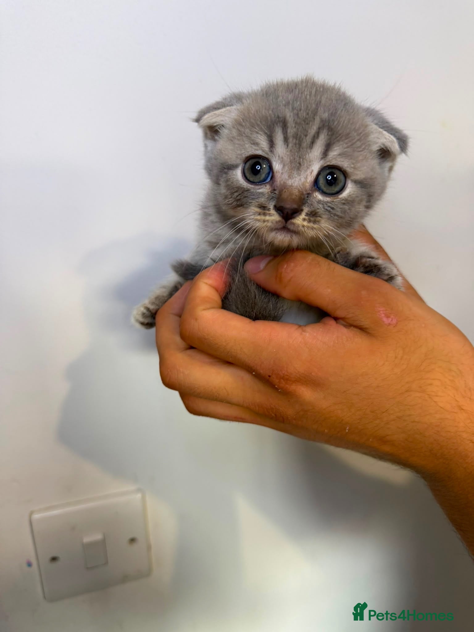 Scottish Fold cats 2 kittens left - Advert 1