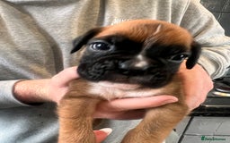 Boxer dogs for sale: Gorgeous litter of tailed and bob tailed boxers  - Image 6
