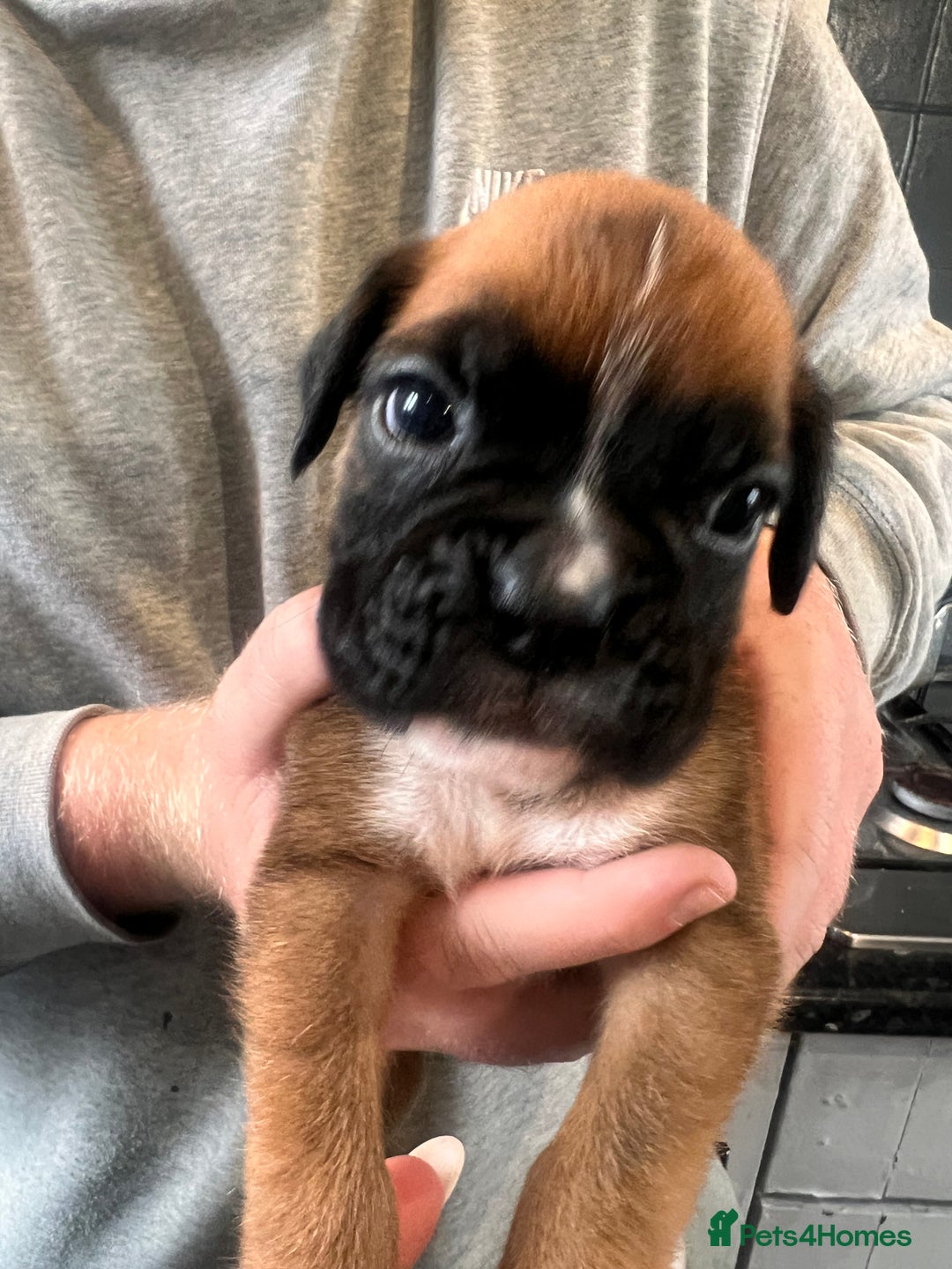 Boxer dogs for sale: Gorgeous litter of tailed and bob tailed boxers  - Image 6