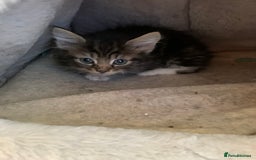Mixed Breed cats for sale: 3 male 2 female kittens - Image 9