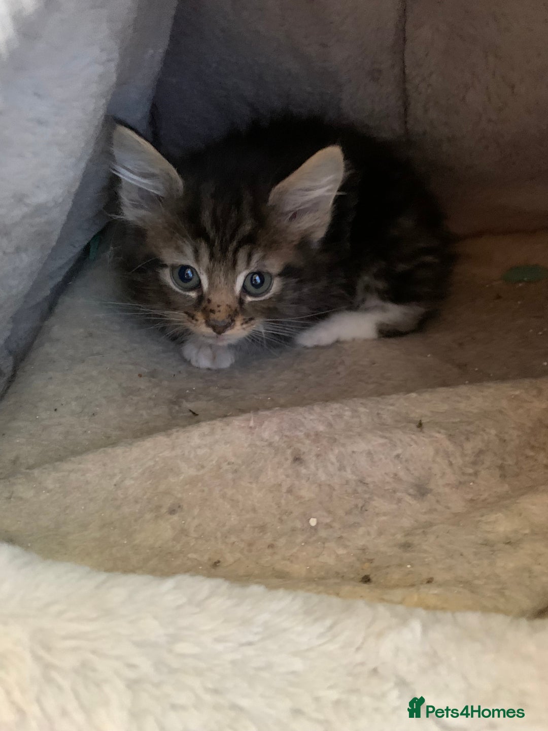 Mixed Breed cats for sale: 3 male 2 female kittens - Image 9