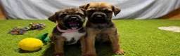 Mixed Breed dogs for sale: Border Lakeland Puppies in Wakefield - Advert 7
