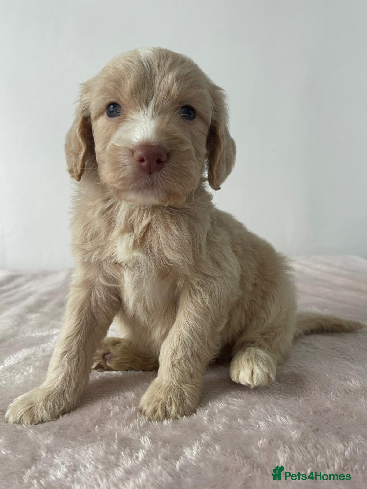Cockapoo dogs Cockapoo Puppies  - Advert 14