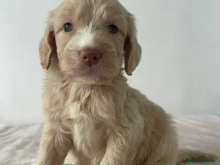 Cockapoo dogs Cockapoo Puppies - Advert 14