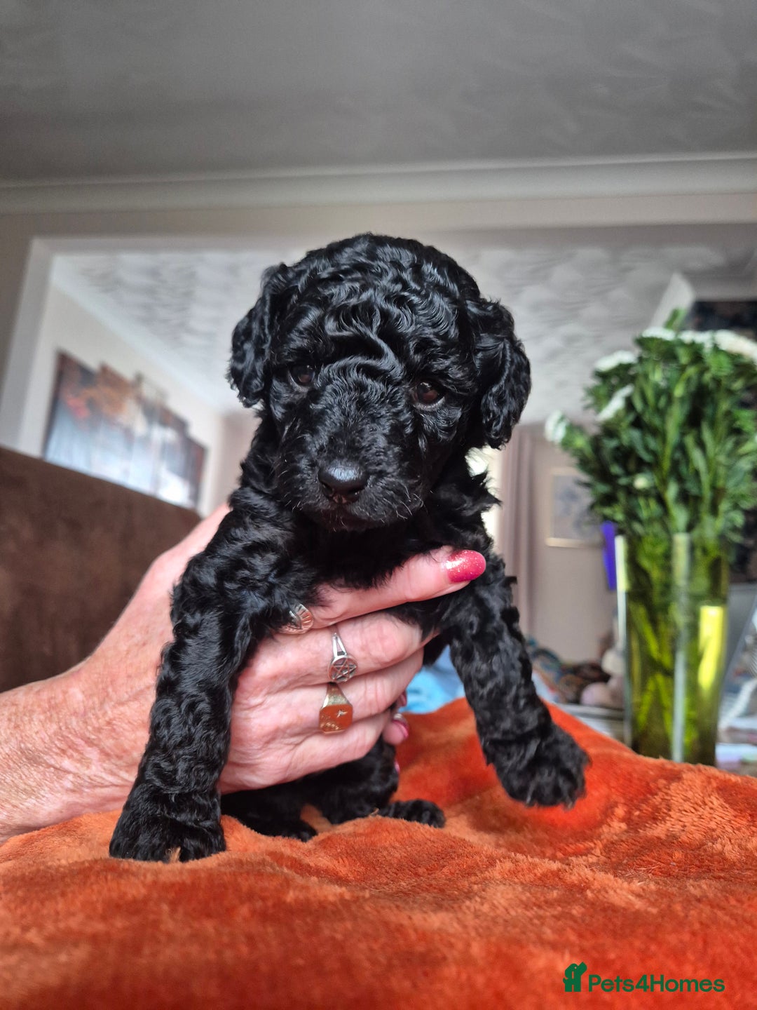 Sproodle dogs for sale: Beautiful Sproodles 1 black girl&1 chocolate boy - Image 1