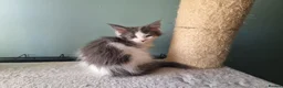 Maine Coon cats for sale: Maine Coon kittens  in Northampton - Advert 16
