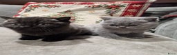 British Shorthair cats for sale: British Shorthair Kittens - Advert 2