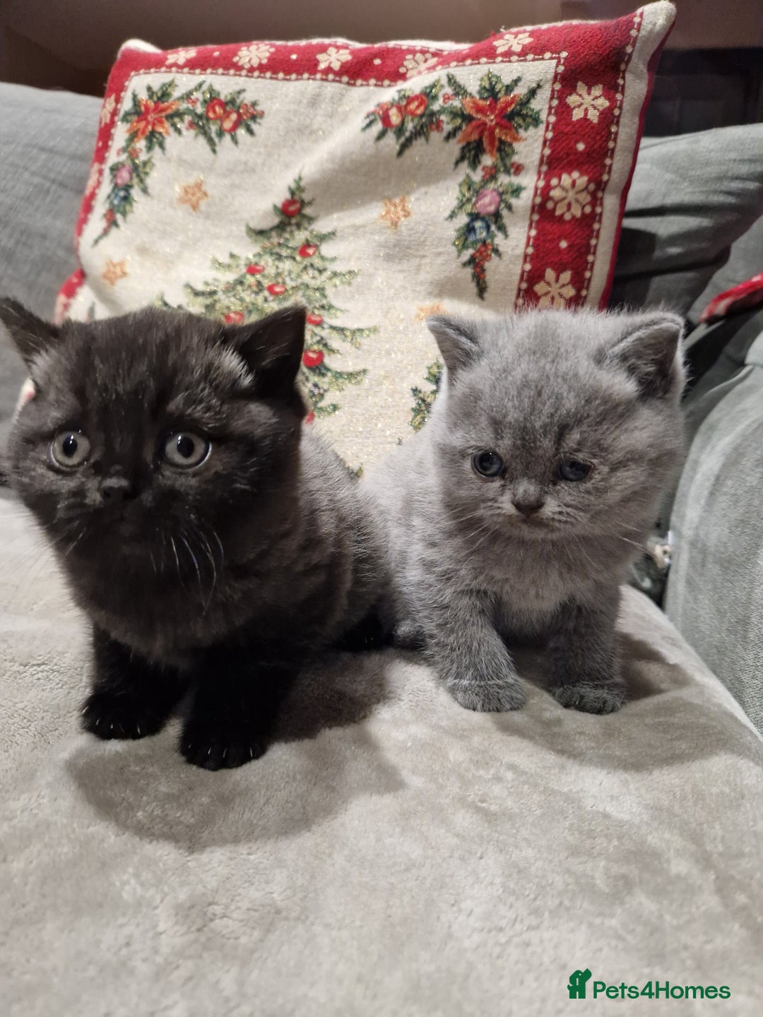 British Shorthair cats for sale: British Shorthair Kittens - Advert 2