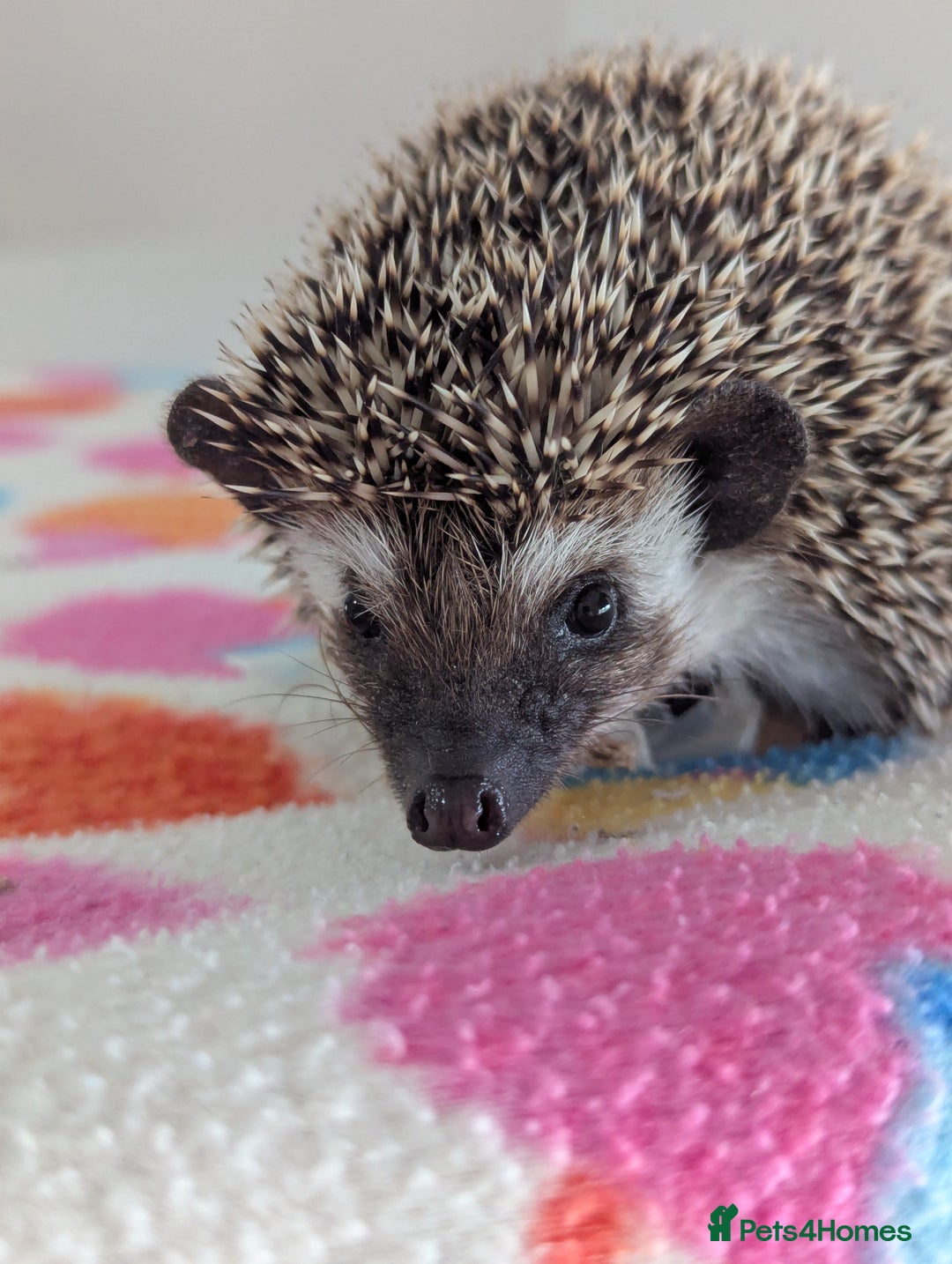Pygmy Hedgehog rodents for sale: Last 2 Hoglets Remaining!! READY AND REDUCED!!! - Advert 3