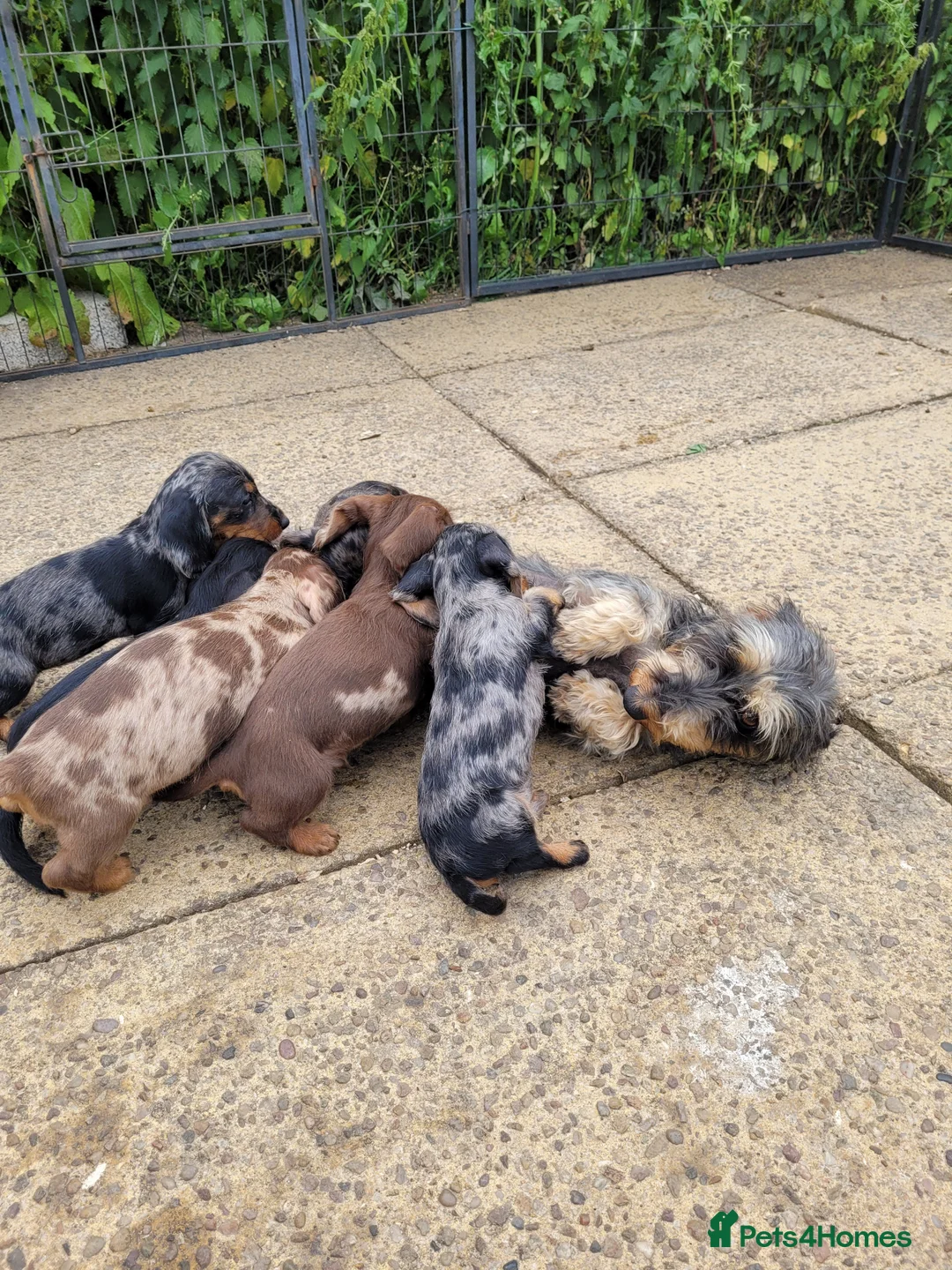 Dachshund dogs for stud: Piebald colored Dachshund for stud! in Preston - Advert 20