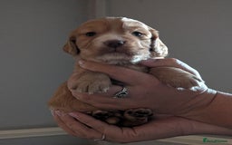 Cocker Spaniel dogs for sale: Golden and red working cocker spaniels  - Image 5