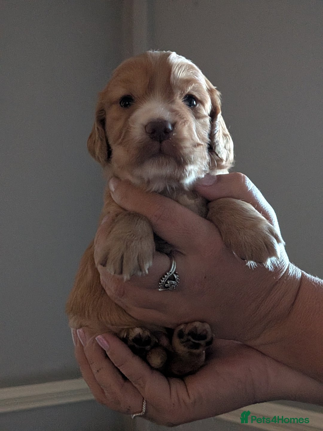 Cocker Spaniel dogs for sale: Golden and red working cocker spaniels  - Image 5