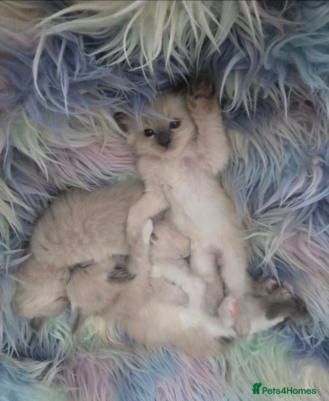 Ragdoll cats for sale: Stunning Ragdolls  - Image 25