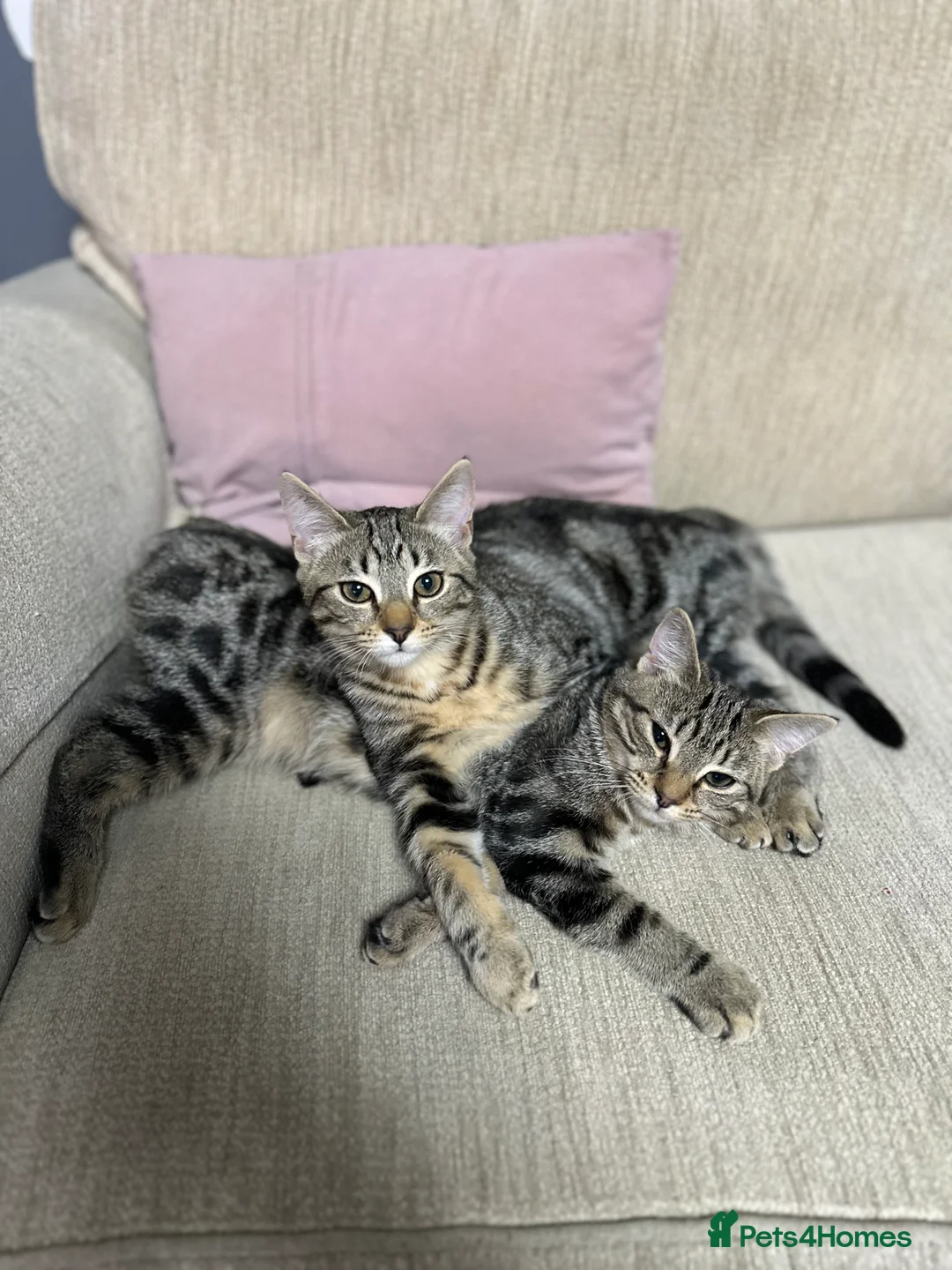 Mixed Breed cats for sale: Pair of Bengal cross kittens! - Advert 2