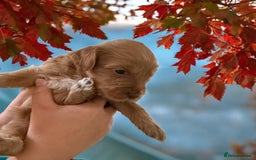 Mixed Breed dogs for sale: Australian Labradoodle Pups. READY 30th October  - Image 4