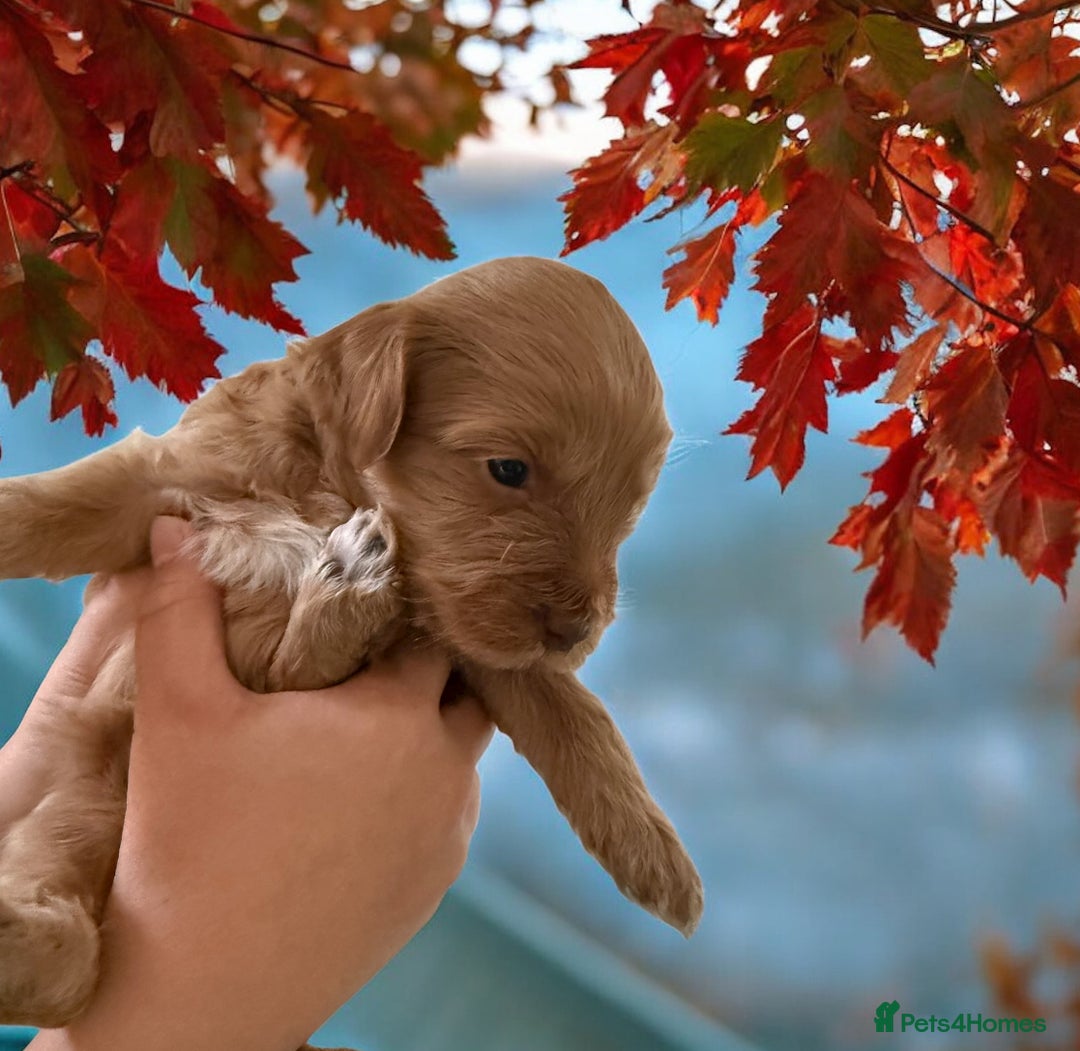 Mixed Breed dogs for sale: Australian Labradoodle Pups. READY 30th October  - Image 4